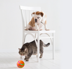 Cat and dog watching the smart ball roll across the floor