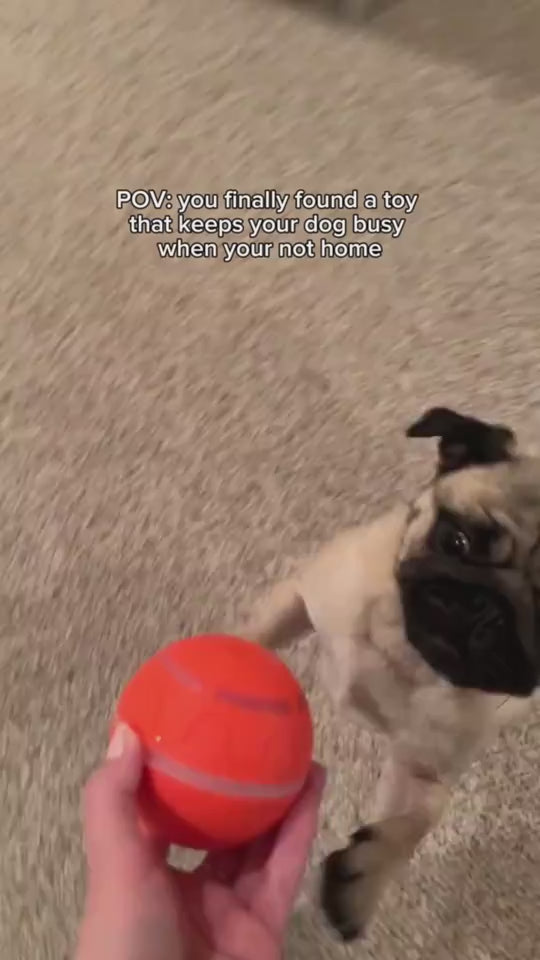 Pets chasing the smart ball at home
