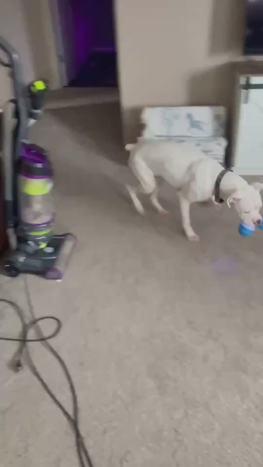 Dog chasing the smart jumping ball