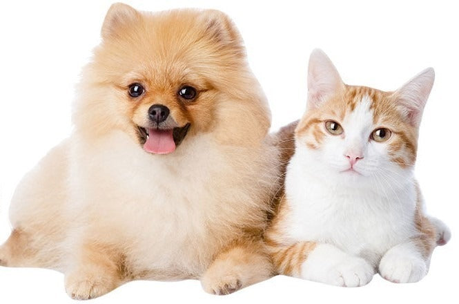 A fluffy dog and a cat sitting together